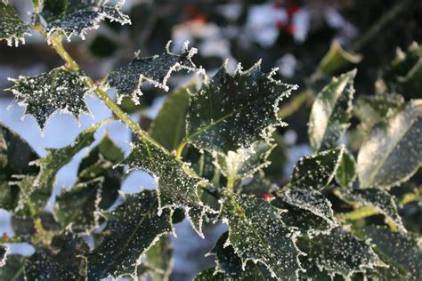 Fotos gratis paisaje árbol naturaleza bosque rama frío invierno