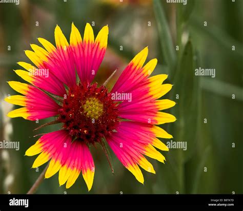 Indian Blanket Wildflower Stock Photo Alamy