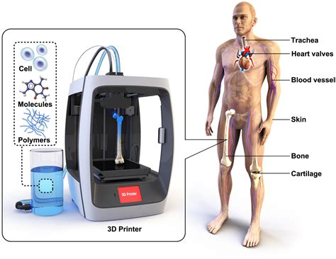 Frontiers Toward Biomimetic Scaffolds For Tissue Engineering D