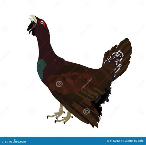 Wood Grouse Vector Illustration Heather Or Capercaillie Wildfowl