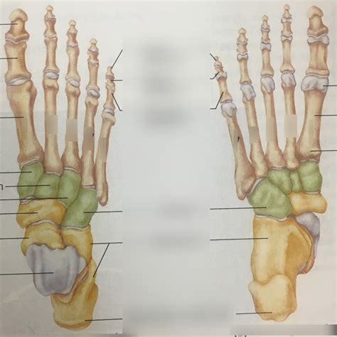 Foot Bones Diagram Quizlet