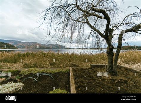 Lake Kawaguchi In Oishi Park Winter Seasons Stock Photo Alamy