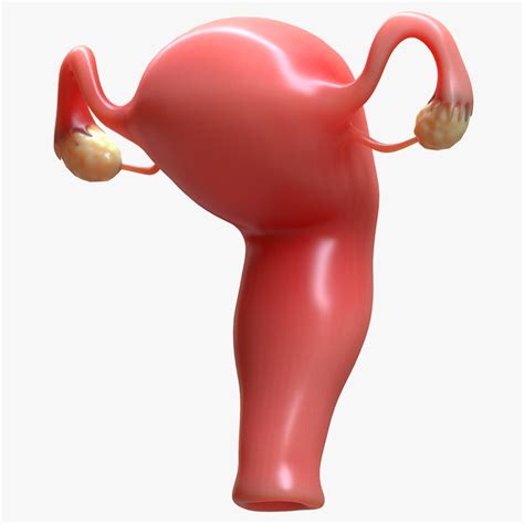 Female Reproductive 3d Model Turbosquid 1564752