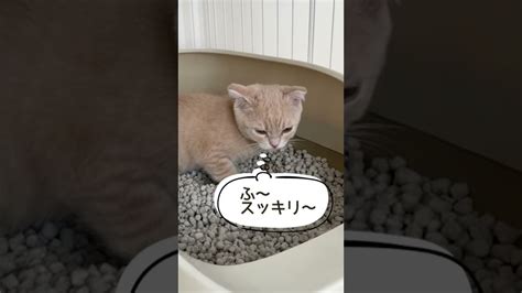 用を足すとき必ずスッキリ気持ちよさそうな顔をする子猫【スコッティシュフォールド】shorts 子猫 Cat かわいい Kitten