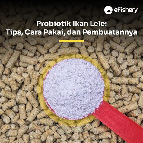 Probiotik Ikan Lele Tips Cara Pakai Dan Pembuatannya