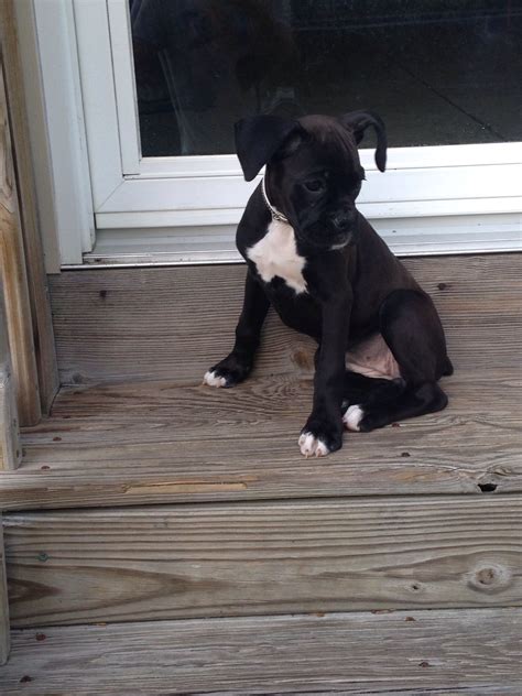 Sealed Brindle Boxer Puppy