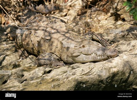 El Cocodrilo Americano Crocodylus Acutus Ca N Del Sumidero R O