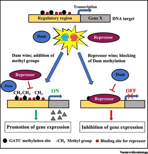 Epigenetic Memories The Hidden Drivers Of Bacterial Persistence