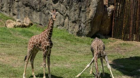 Jirafas la longitud de su cuello se debería a su sexualidad