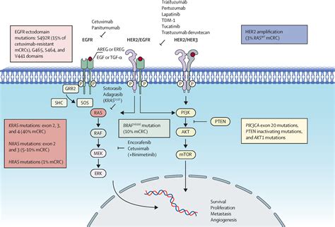 Targeting The Egfr Signalling Pathway In Metastatic Colorectal Cancer