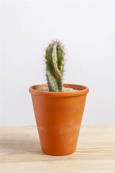 Cactus Cereus Repandus Isolado Num Vaso Em Mesa De Madeira Foto De