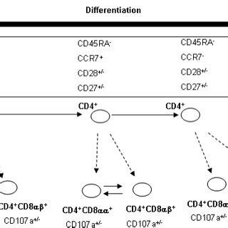 T-cell phenotype at different stages of differentiation. | Download Table