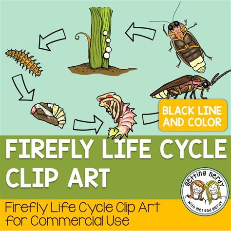 Firefly Papercraft Firefly Life Cycle Secondary Science Teaching | Life ...