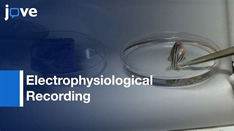 Electrophysiological Recording In Brain Of Zebrafish Protocol Preview