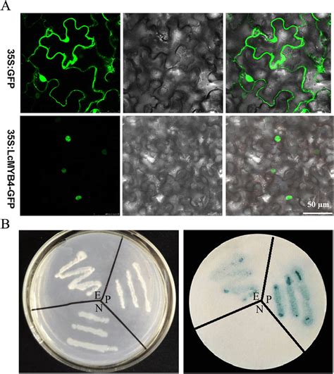 Subcellular Localization And Transactivation Assay Of Lcmyb A