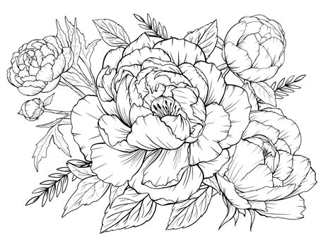 Peony Flower Drawing Sketch Coloring Page