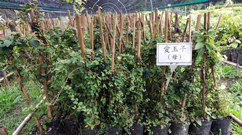 樹種介紹 愛玉子 Ficus pumila var awkeotsang