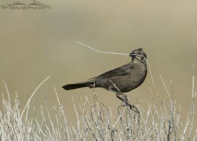 Female Brewers Blackbird With Nesting Material Mia McPherson S On