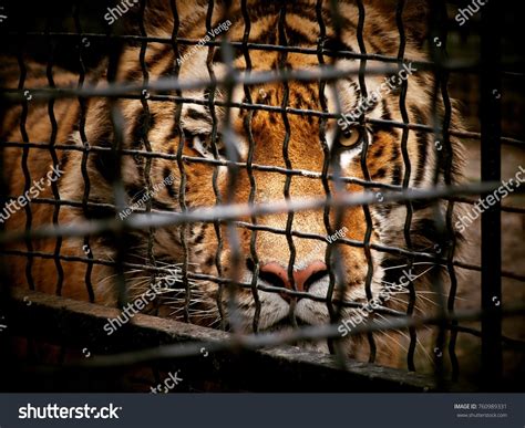 Isolated Tiger Cage