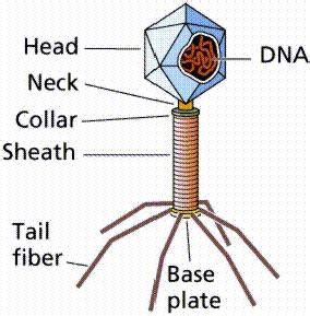 Structure of a Virus | Download Scientific Diagram