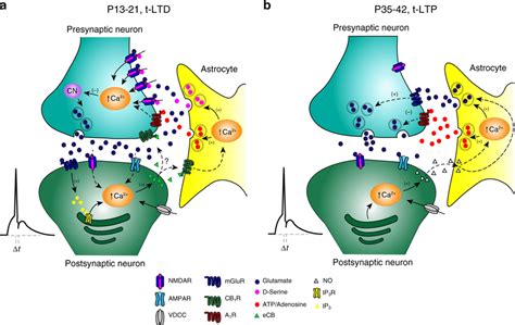 Model Showing The Switch From T LTD To T LTP Occurring With Maturation