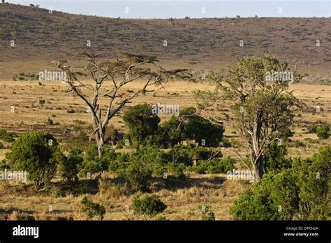 The Masai Mara landscape in February Stock Photo - Alamy