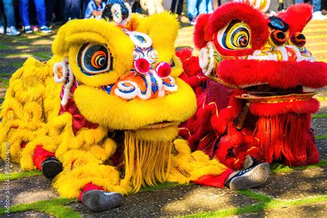 A head of Chinese Lion dance in the Chinese new year festival. Lion and dragon dance during ...