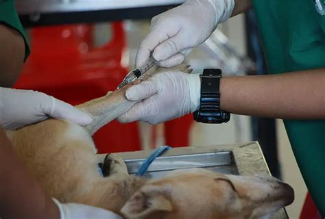 Qual o salário de um Auxiliar de Veterinária Descubra aqui Nubika