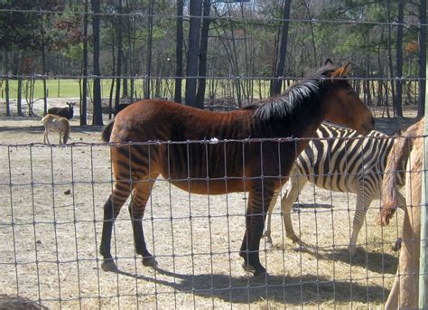 Pony Sightings Aloha Safari Zoo Zorse Sighting