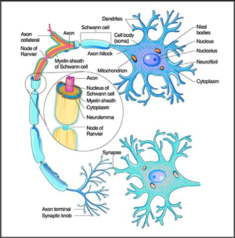 😎 Neurofibril Node Get Homework Help With Chegg Study 2019 02 20