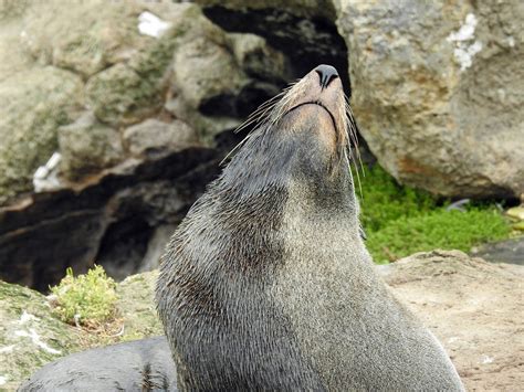 Seelöwe Seerobbe Neuseeland Kostenloses Foto auf Pixabay Pixabay