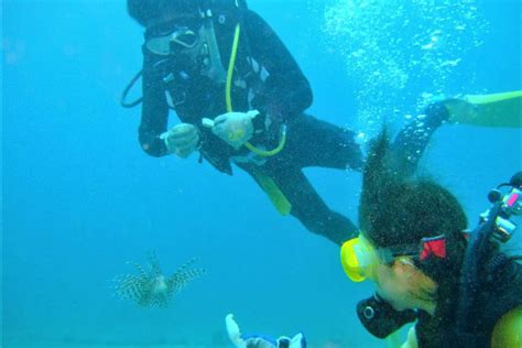 式根島 ダイビング の遊び・体験【アソビュー！】