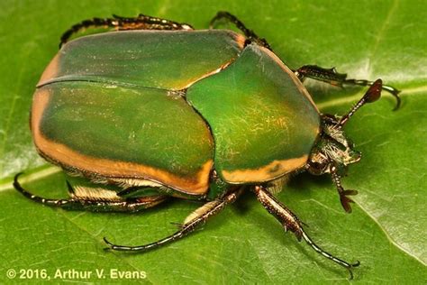 Green June Beetles