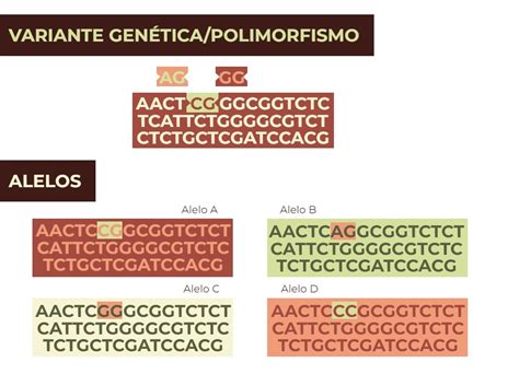 Alelos Polimorfismos Variantes Y Mutaciones Son Lo Mismo Genotipia