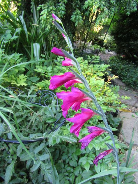 Gladiolus Byzantinus My Garden Leonora Ellie Enking Flickr