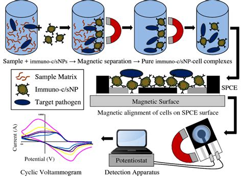 Immunomagnetic Separation From Sample Matrix Magnetic Alignment On