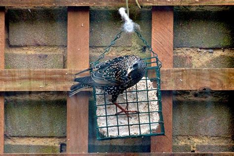 IMG 9870 Starling Colin Peryer Flickr