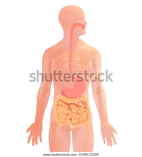 3d Illustration Digestive System Human Anatomy Stock Illustration