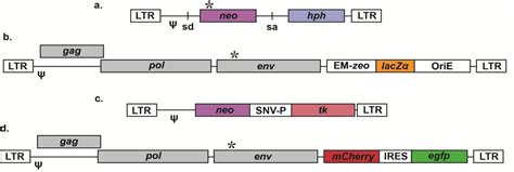 Figure 1 From Retroviral Vectors For Analysis Of Viral Mutagenesis And