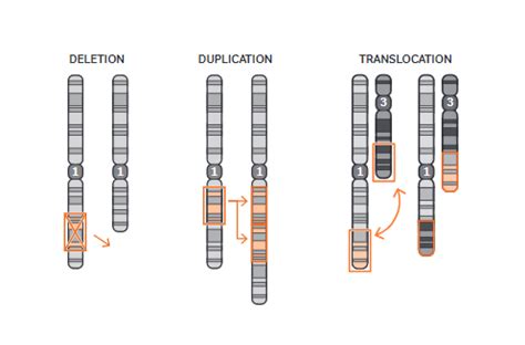 Ask the Nurse: Chromosome testing and FiSH - Myeloma UK