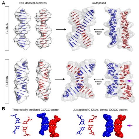 The Possible Role Of C DNA In The Direct Homologous DsDNA DsDNA