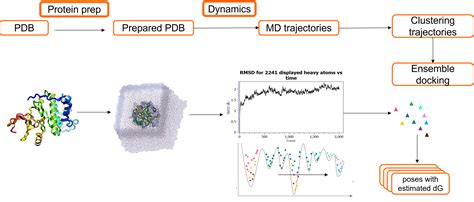 Using Molecular Dynamics To Produce An Ensemble Of Protein Conformations For More Biologically