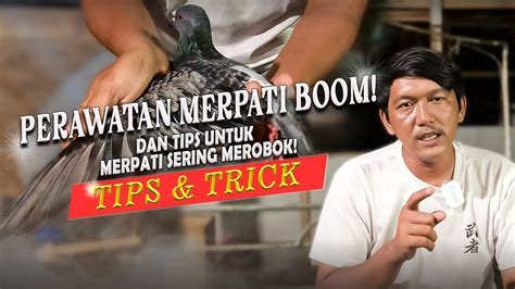 RAWATAN MERPATI BOOM DAN PELATIHAN MERPATI SERING MEROBOK YouTube