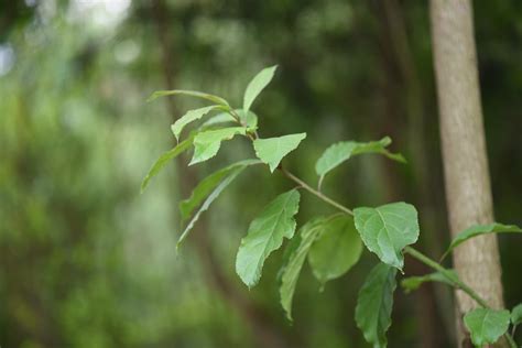 A Branch with Green Leaves · Free Stock Photo