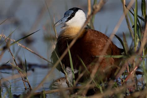 African Jacana Carries Its Babies Lisa M Roberti