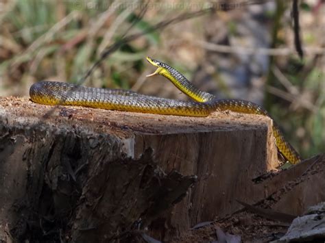 Common Tree Snake photo image 5 of 9 by Ian Montgomery at birdway.com.au