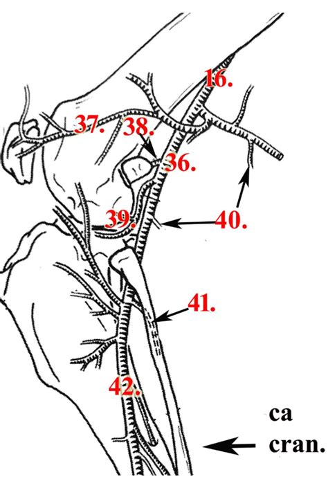 A6 Vessels Of The Hindlimb Diagram Quizlet