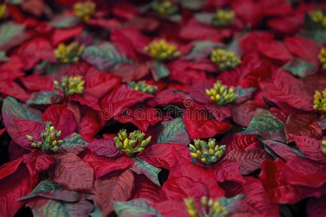 Close Up Do Fundo Vermelho Da Natureza Do Pulcherrima Do Euf Rbio Das