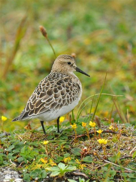 Bairds Sandpiper St Paul Island Tour