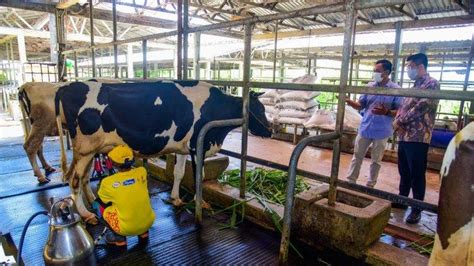 Sapi Perah Pertama Ada Di Lembang Produksi Susu Nasional Tak Cukupi